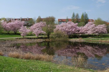 Aibachgrund