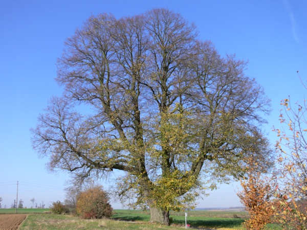 Hoher Baum Web